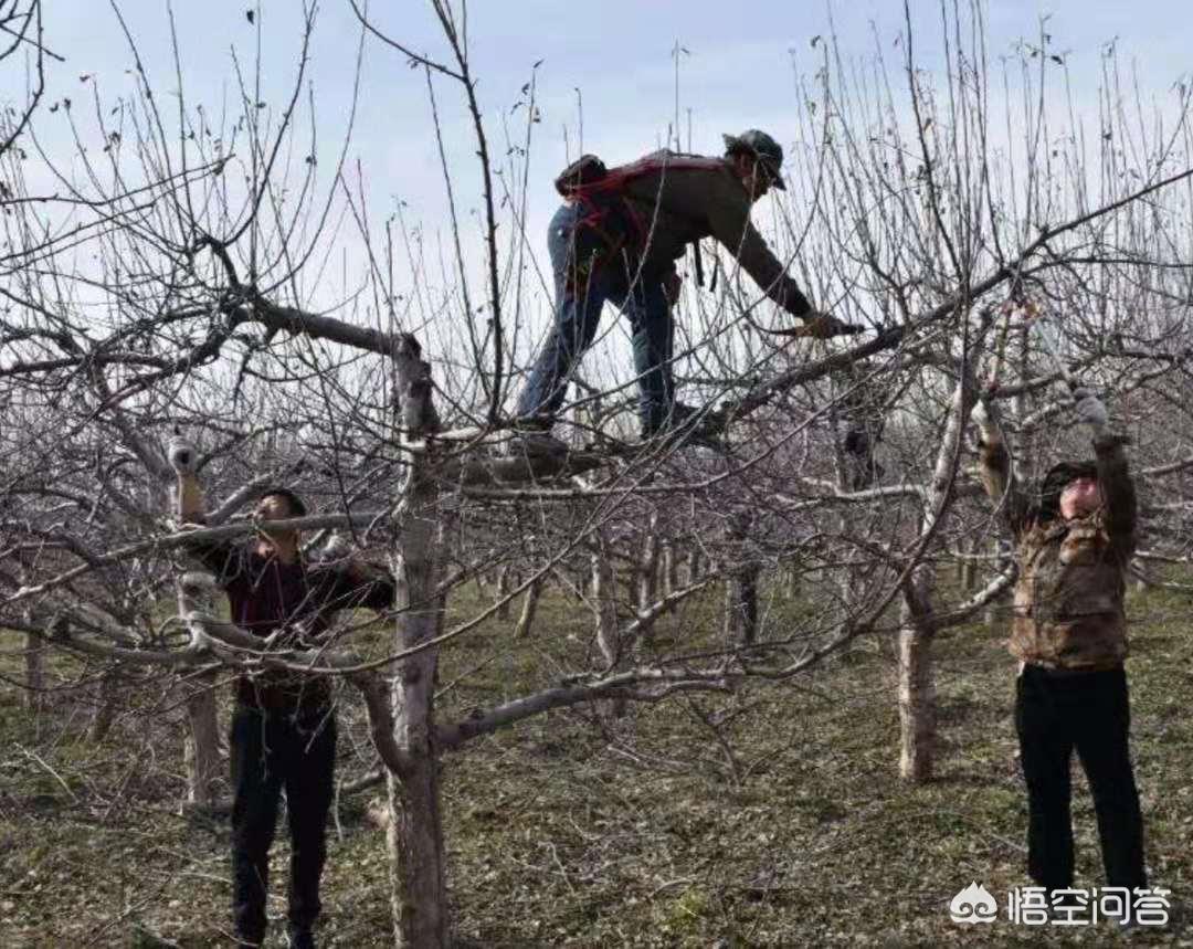 蘋果樹最新修剪方法