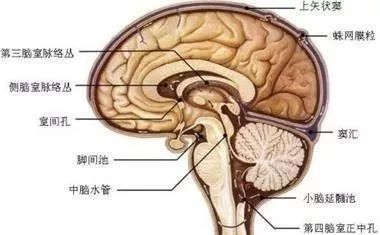 多系統(tǒng)小腦型萎縮最新治療進展與策略